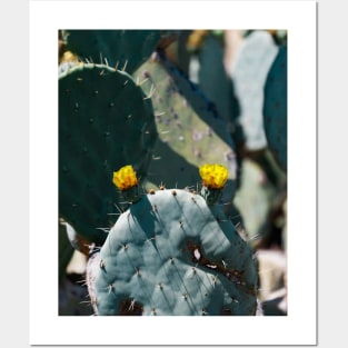 Wheel Cactus Posters and Art